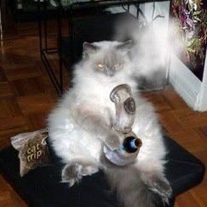 Meet your Posher, Livv